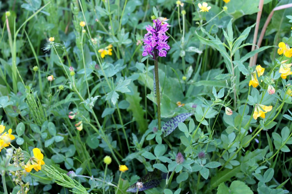 Dactylorhiza.....1